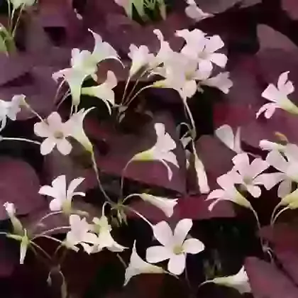 Triangularis Purpurea